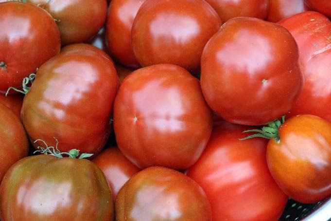 How To Grow Delicious Organic Tomatoes, Part 1