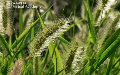 How to Read a Weed