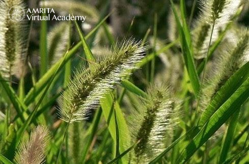 How to Read a Weed