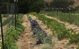 Gardening Effectively in Times of Drought