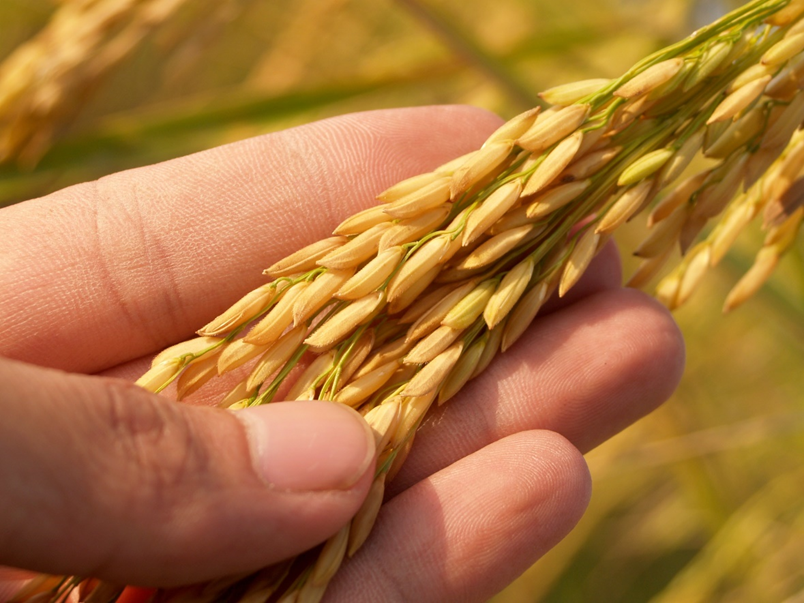 hand and grain