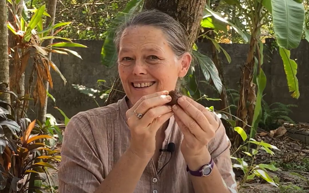 How to Make Seed Balls! 🌳 Easy Tree Planting for Eco-Harmony!